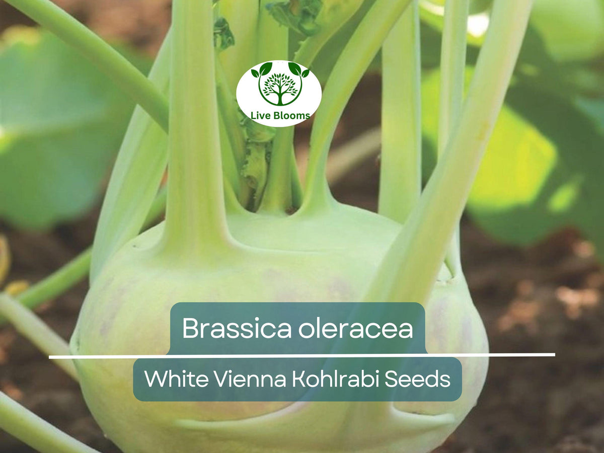 150 Seeds White Vienna Kohlrabi - Brassica oleracea, Heirloom Non-GMO Vegetable Seeds for Easy Growing and Nutritious Harvest