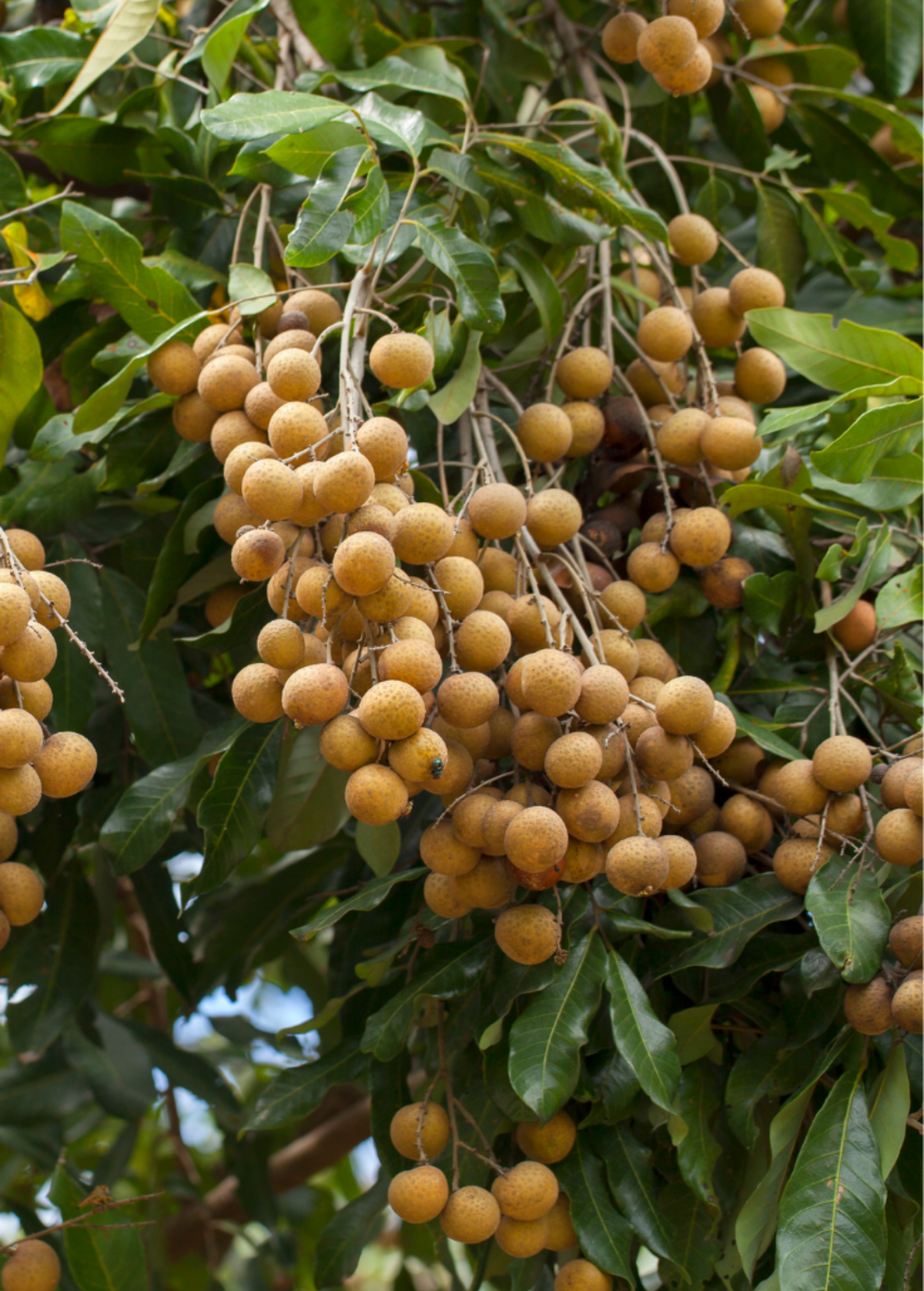 Longan, 'Biew Kiew' (Dimocarpus longan)