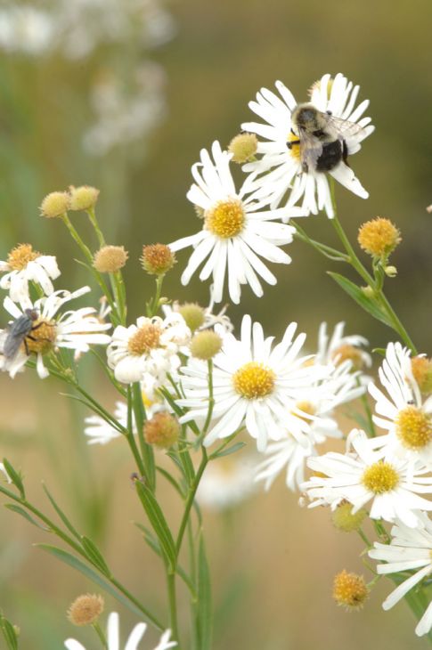 Boltonia Asteroides Seeds (500) - False Aster, White Daisy Blooms, Native Perennial Wildflower, Pollinator Plant