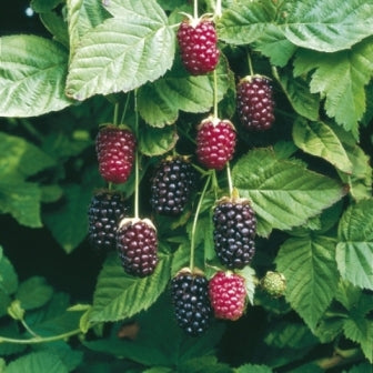 Boysenberry Plant | Live Bare Root Starter | Thornless Hybrid Berry Bush | Rubus ursinus x idaeus