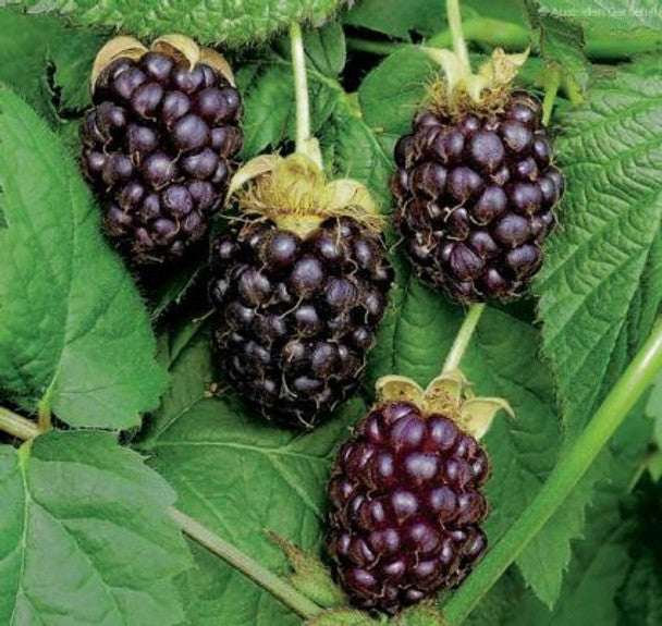Boysenberry Plant Live Bare Root Vine - Rubus Hybrid - Sweet Juicy Berries for Garden or Patio - Easy to Grow Starter