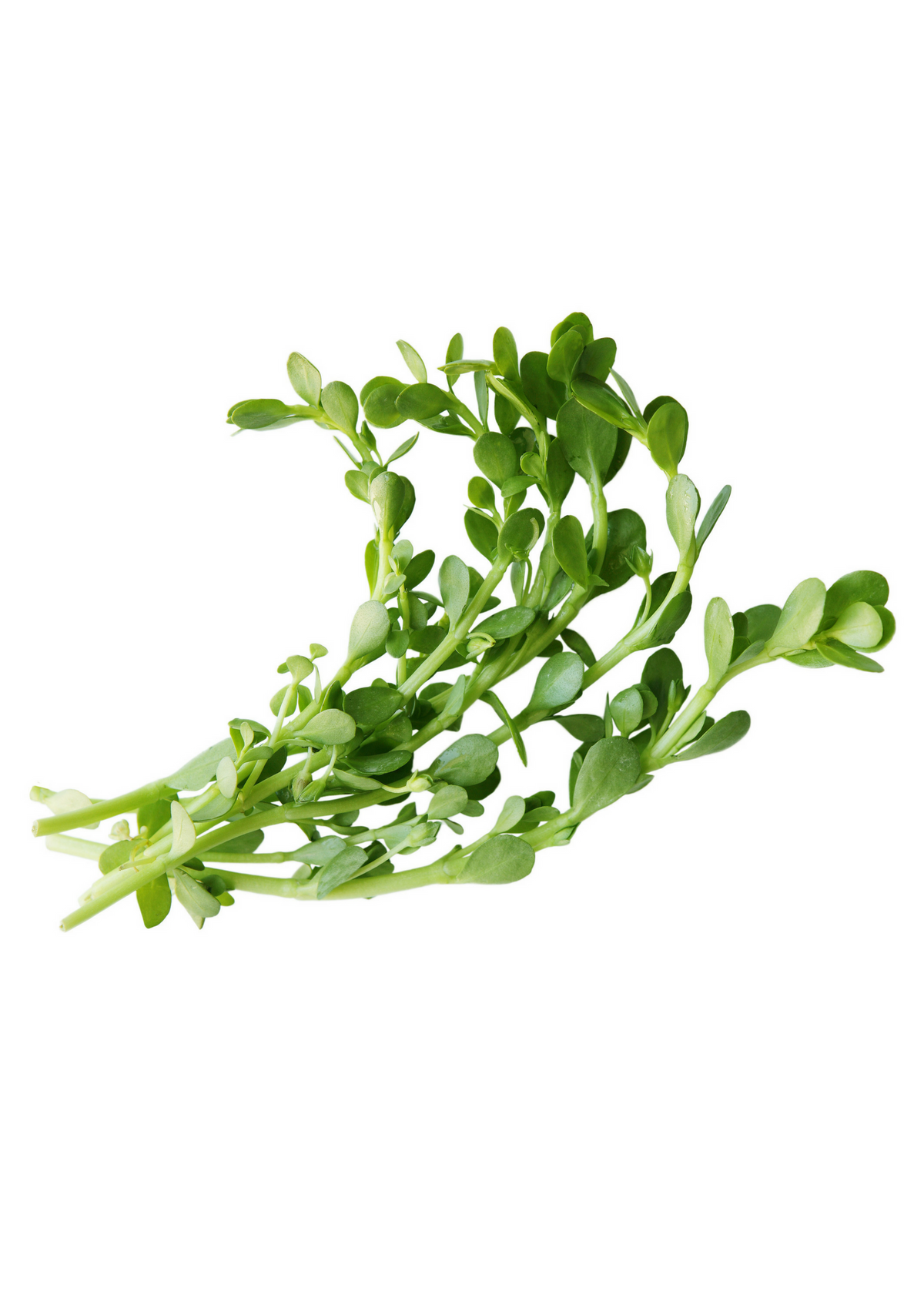 Brahmi (Bacopa monnieri)