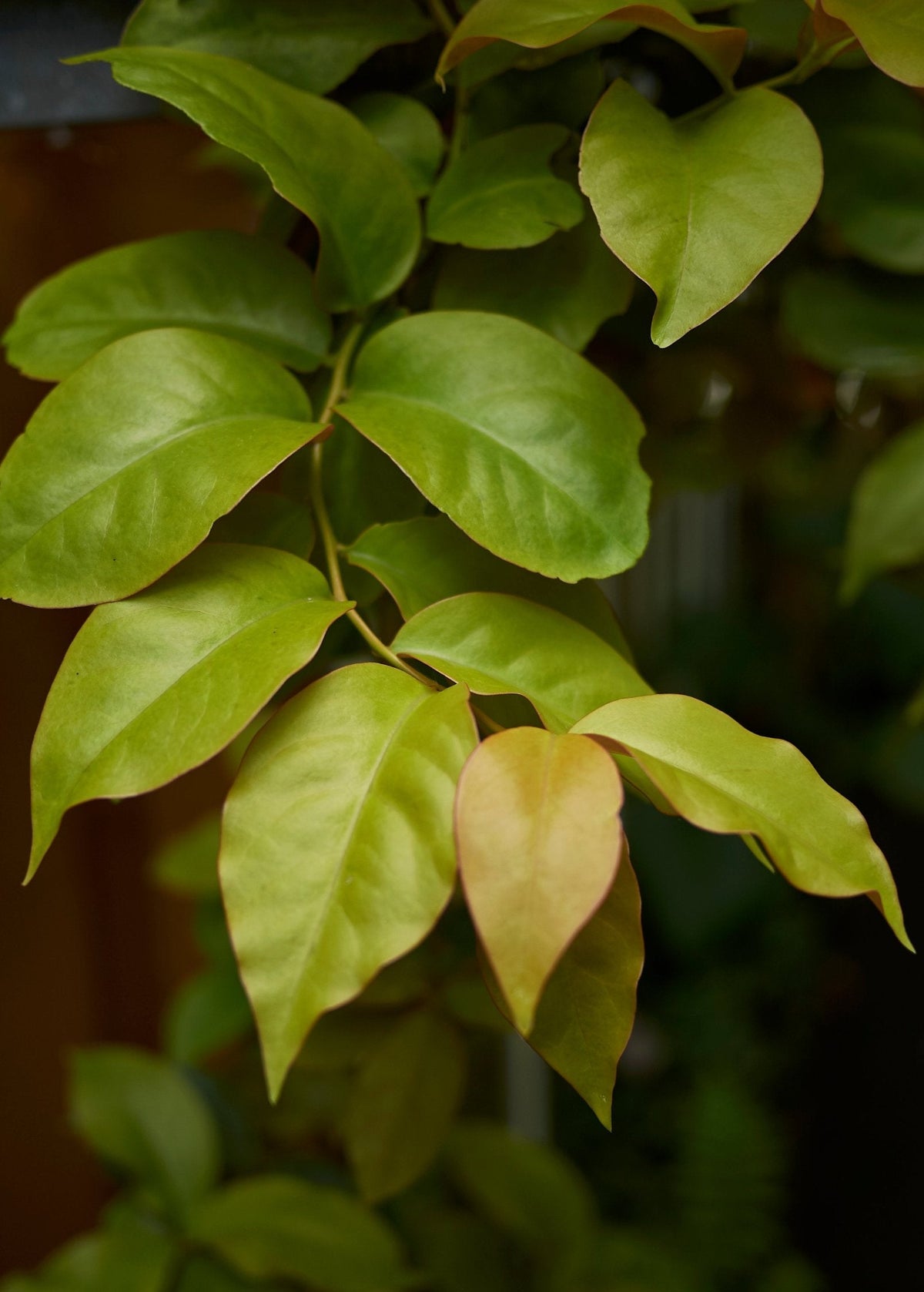 Barbados Gooseberry (Pereskia aculeata)