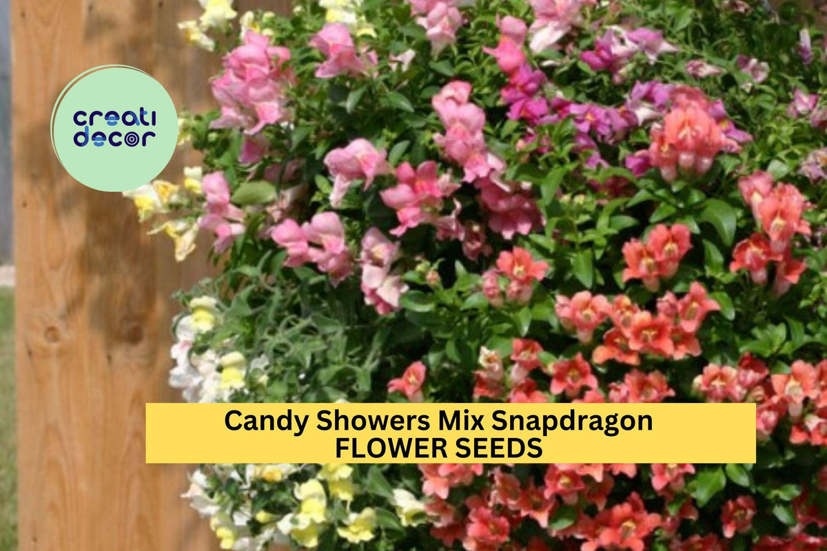 Christmas Cactus Starter Plant - Miss Shimano - Schlumbergera Truncata - Well-Rooted Indoor Cactus for Holiday Decor