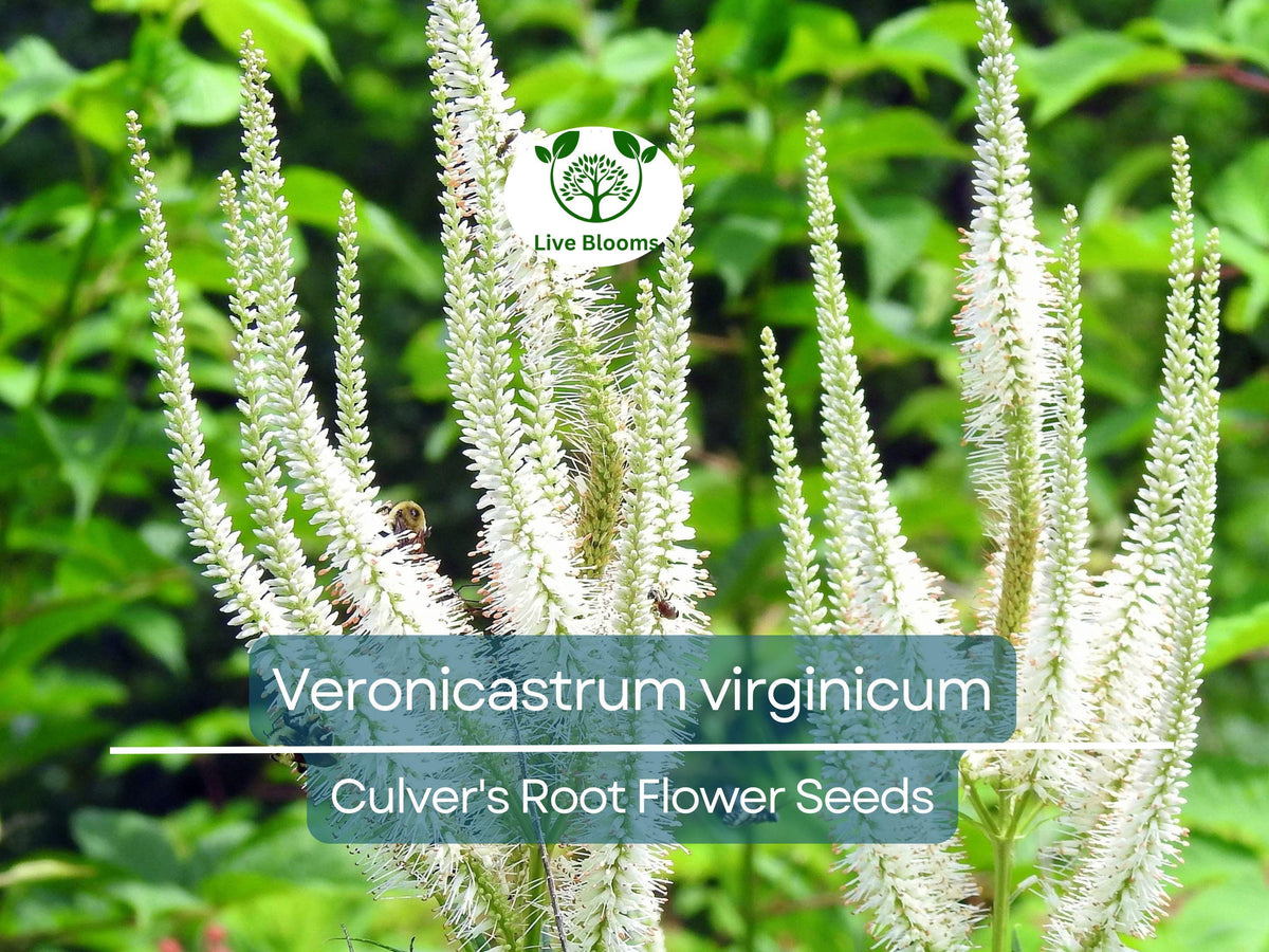 2800 Seeds Veronicastrum Virginicum Culver's Root, Pollinator-Friendly Perennial Flower, Native Garden Plant