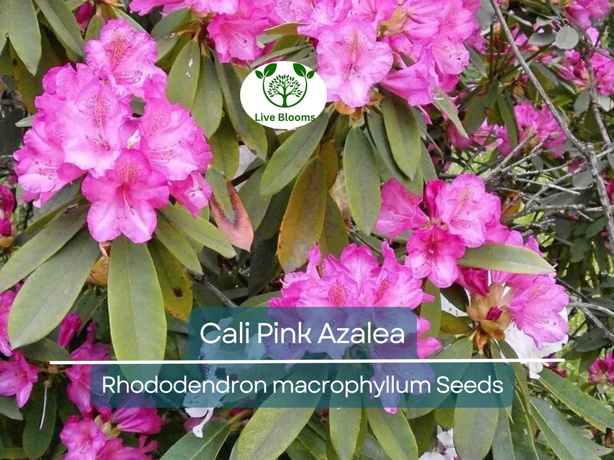 50 Cali Pink Azalea Seeds, Rhododendron macrophyllum, Flowering Shrub, Hardy Garden Plant, Vibrant Pink Blooms for Landscaping