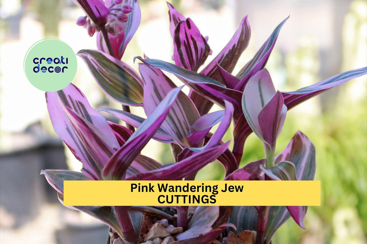 Christmas Cactus Starter Plant - Miss Shimano - Schlumbergera Truncata - Well-Rooted Indoor Cactus for Holiday Decor