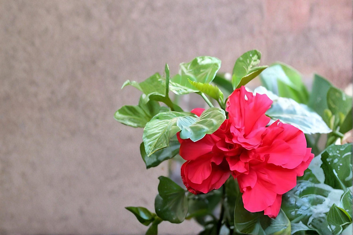 Christmas Cactus Starter Plant - Miss Shimano - Schlumbergera Truncata - Well-Rooted Indoor Cactus for Holiday Decor