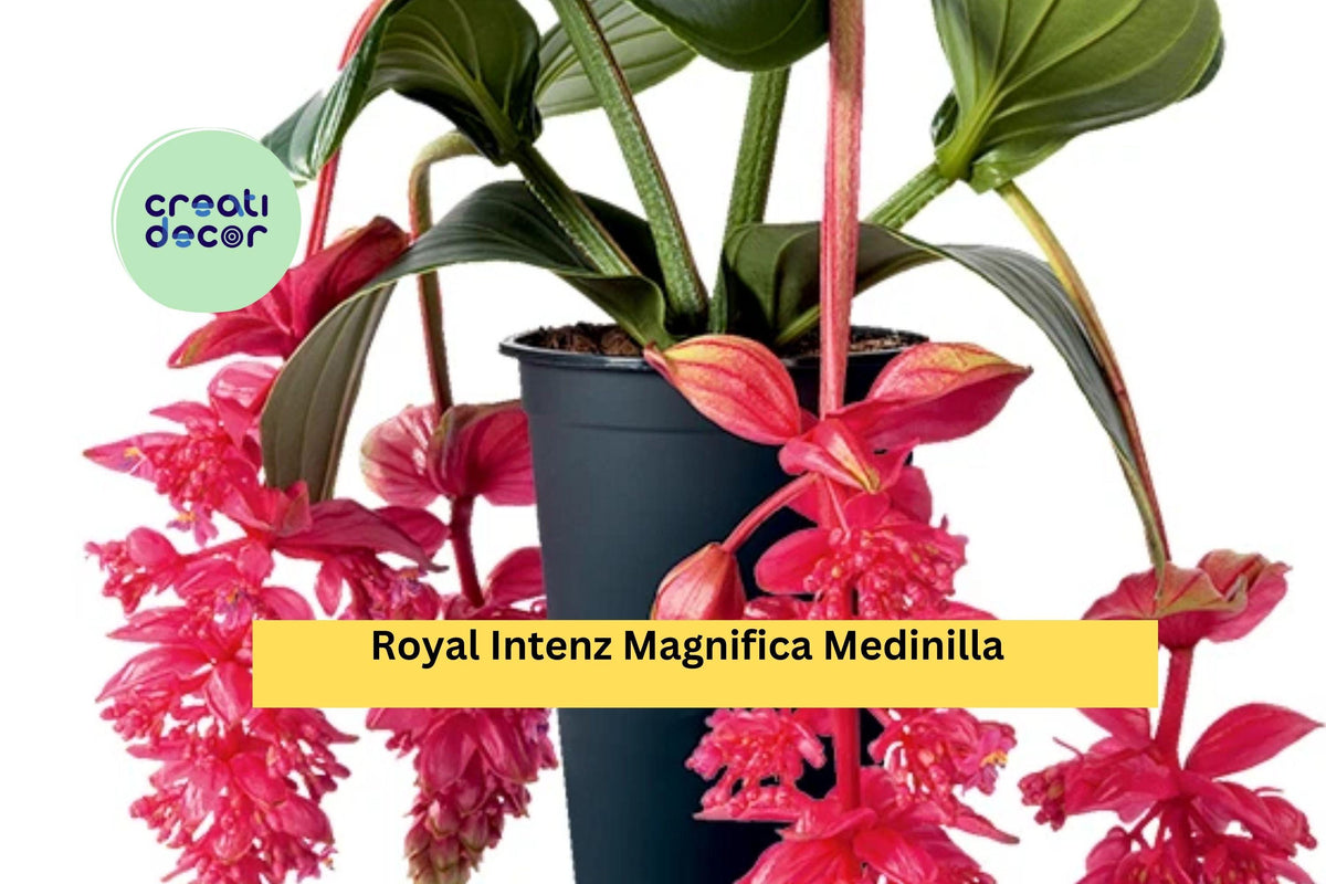 Christmas Cactus Starter Plant - Miss Shimano - Schlumbergera Truncata - Well-Rooted Indoor Cactus for Holiday Decor