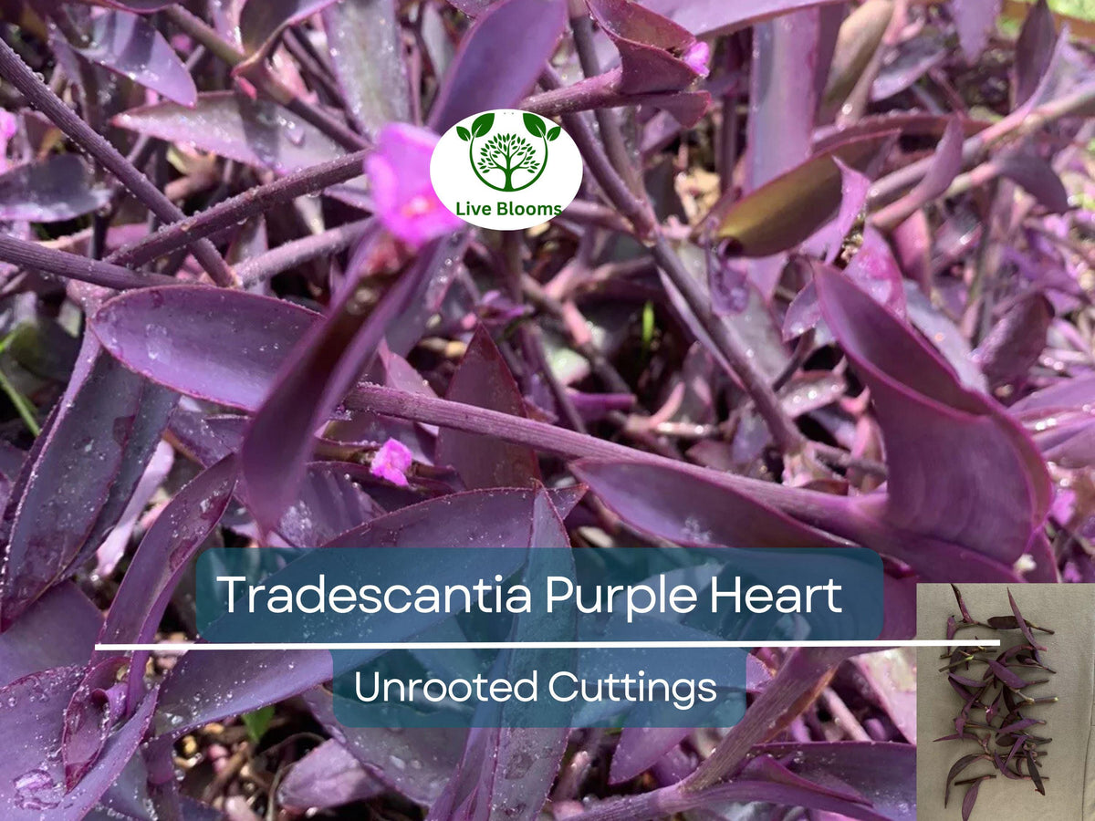 5+ Unrooted Cuttings of Rare Burgundy Wandering Jew Plant, Tradescantia Zebrina, Purple Foliage, Easy Propagation for Indoor Garden