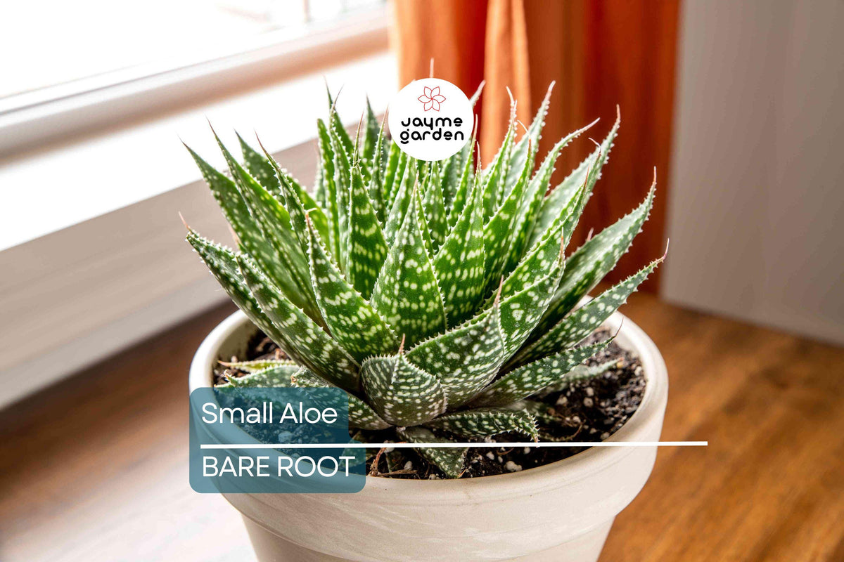 Christmas Cactus Starter Plant - Miss Shimano - Schlumbergera Truncata - Well-Rooted Indoor Cactus for Holiday Decor