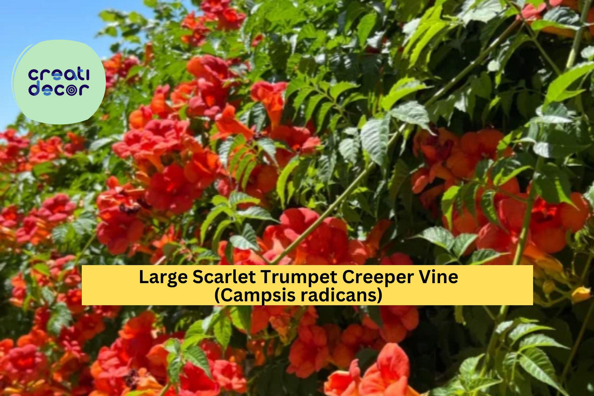 Christmas Cactus Starter Plant - Miss Shimano - Schlumbergera Truncata - Well-Rooted Indoor Cactus for Holiday Decor