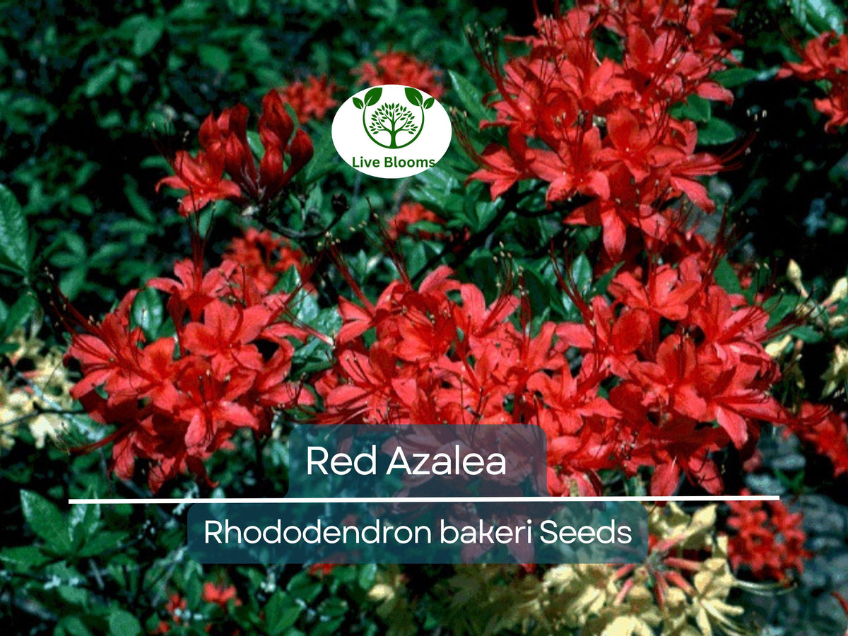 Begonia Flower Bulb Mix - 10 Bulbs - Colorful Varieties - Begonia x tuberhybrida - Easy to Grow for Garden or Containers