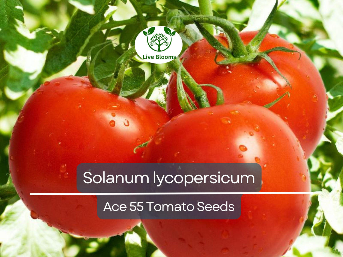 Ace 55 Tomato Seeds 100 mg - Low-Acid Heirloom Red Tomato for Slicing & Cooking - Solanum lycopersicum