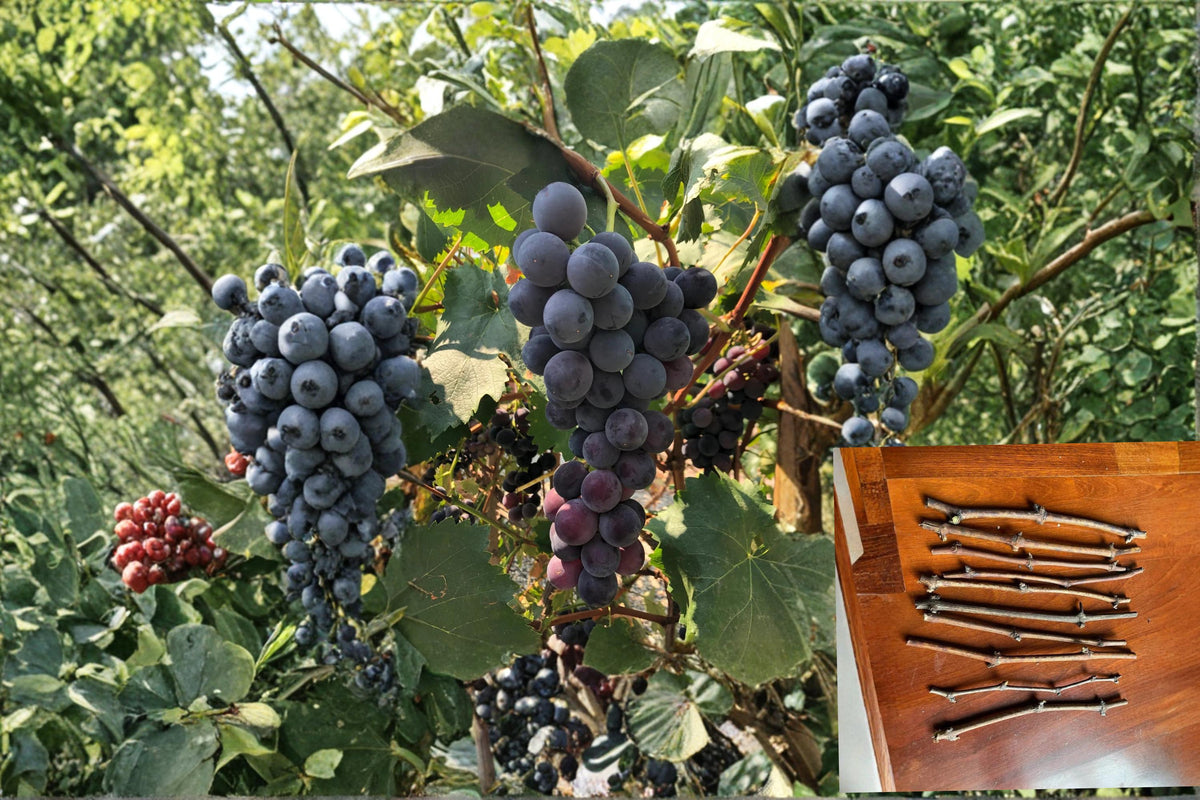 Christmas Cactus Starter Plant - Miss Shimano - Schlumbergera Truncata - Well-Rooted Indoor Cactus for Holiday Decor