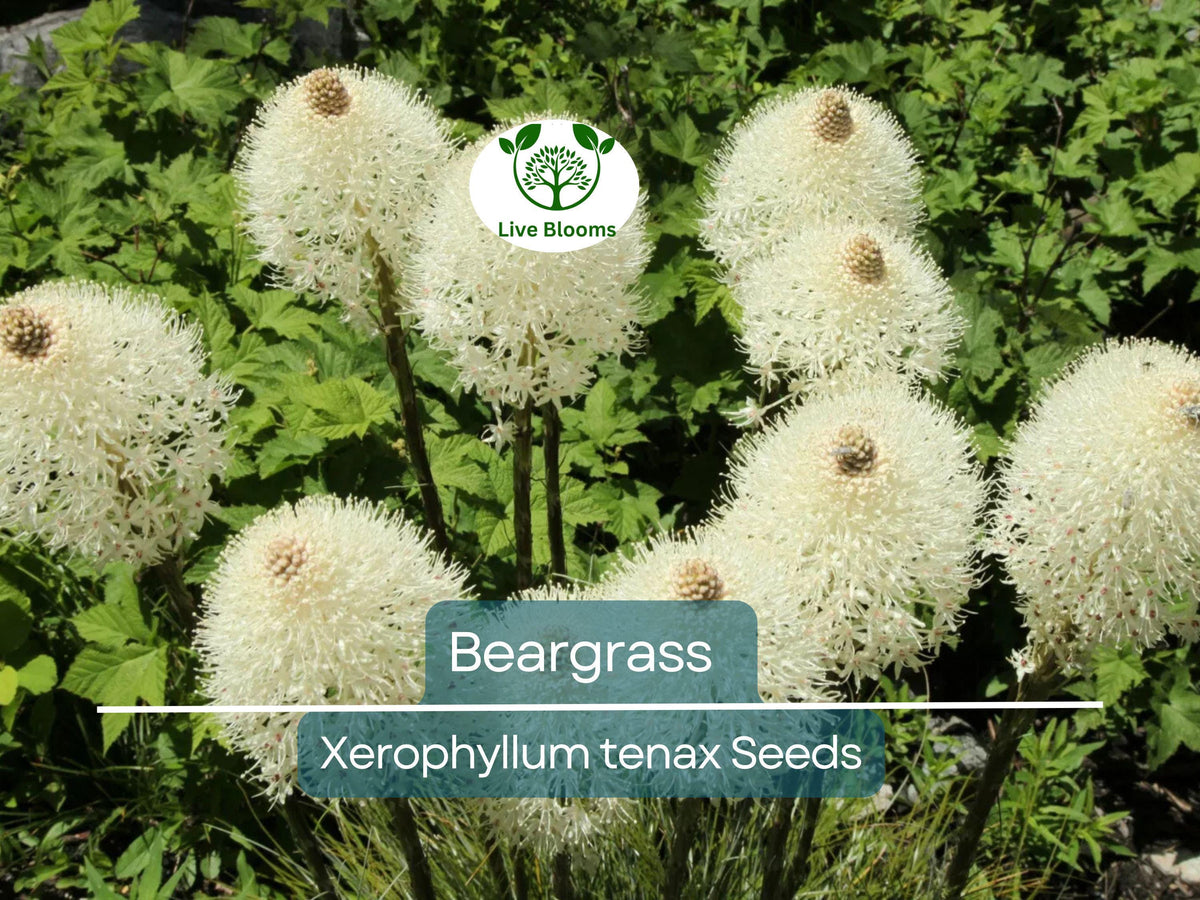 100 Beargrass Seeds - White Torch Lily (Xerophyllum tenax) - Drought-Tolerant Perennial for Xeriscape & Native Gardens