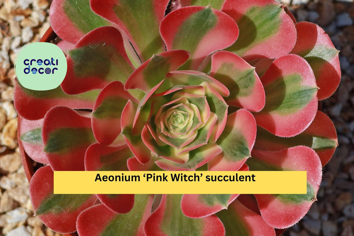 Christmas Cactus Starter Plant - Miss Shimano - Schlumbergera Truncata - Well-Rooted Indoor Cactus for Holiday Decor