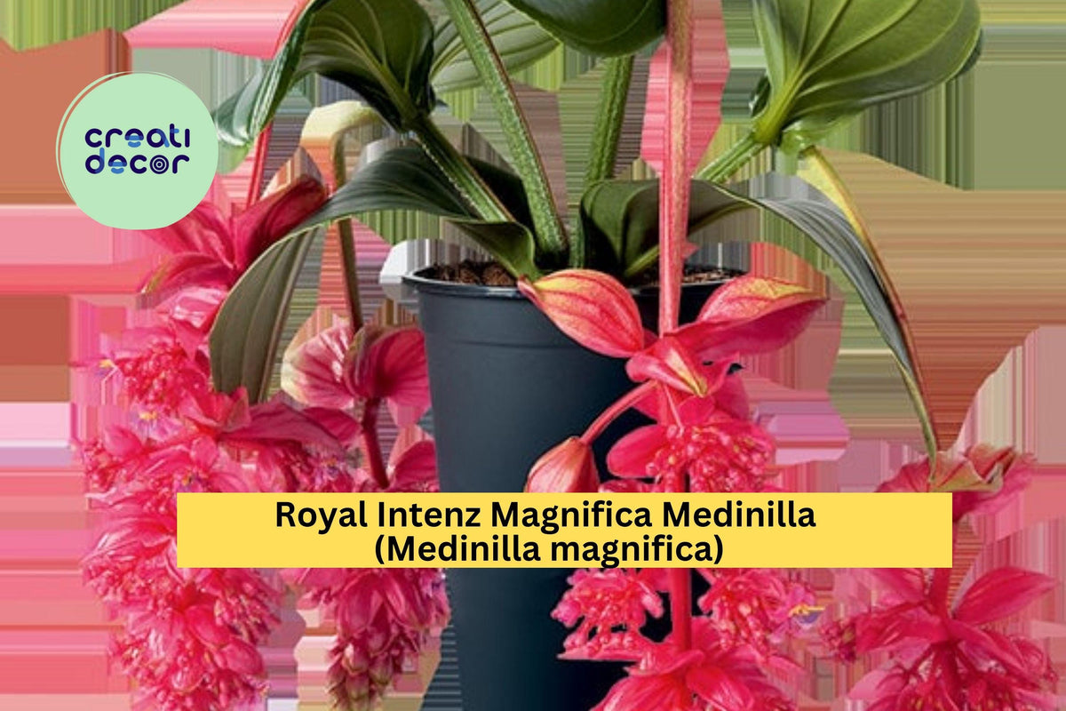 Christmas Cactus Starter Plant - Miss Shimano - Schlumbergera Truncata - Well-Rooted Indoor Cactus for Holiday Decor