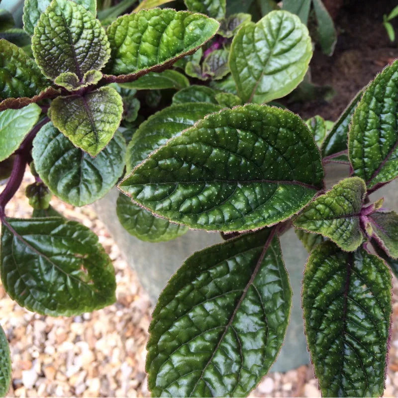 Purple Swedish Ivy Cuttings - 4 Unrooted Millionaria Starts - Ornamental Purple Vine - Planta del Dinero Morada