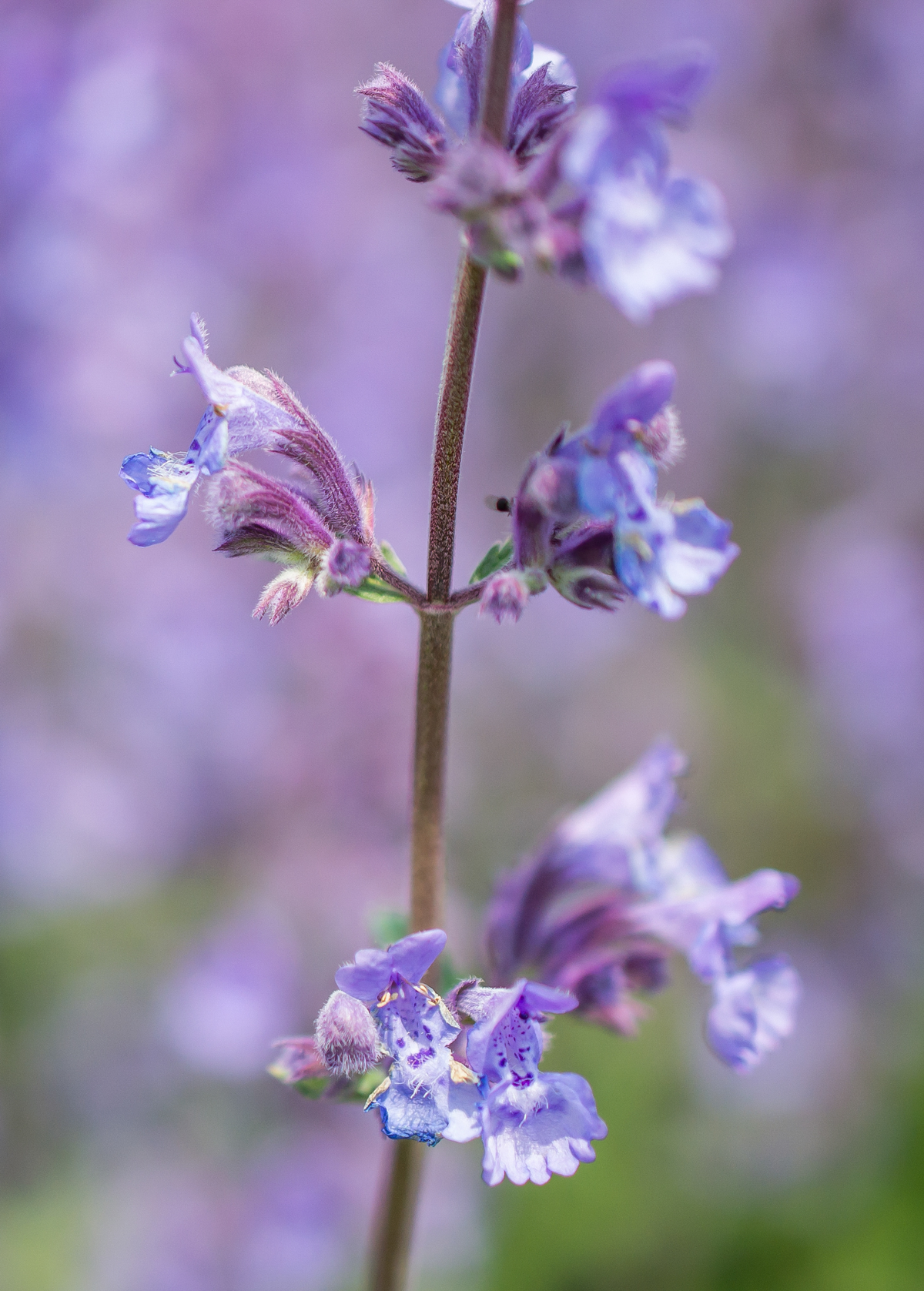 Catnip (Nepeta cataria)