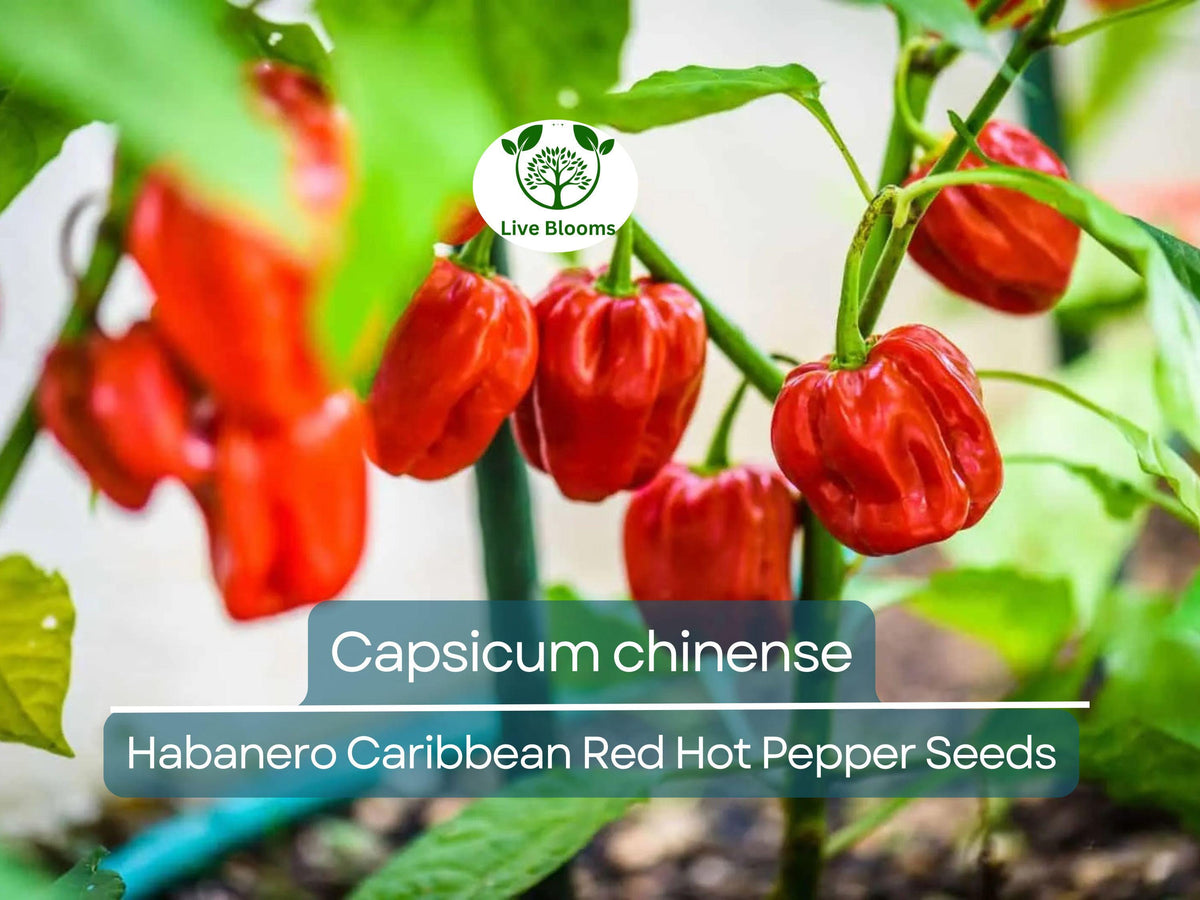 250 mg Habanero Caribbean Red Hot Pepper Seeds - Capsicum chinense - Heirloom Extra-Hot for Spicy Cooking & Gardens