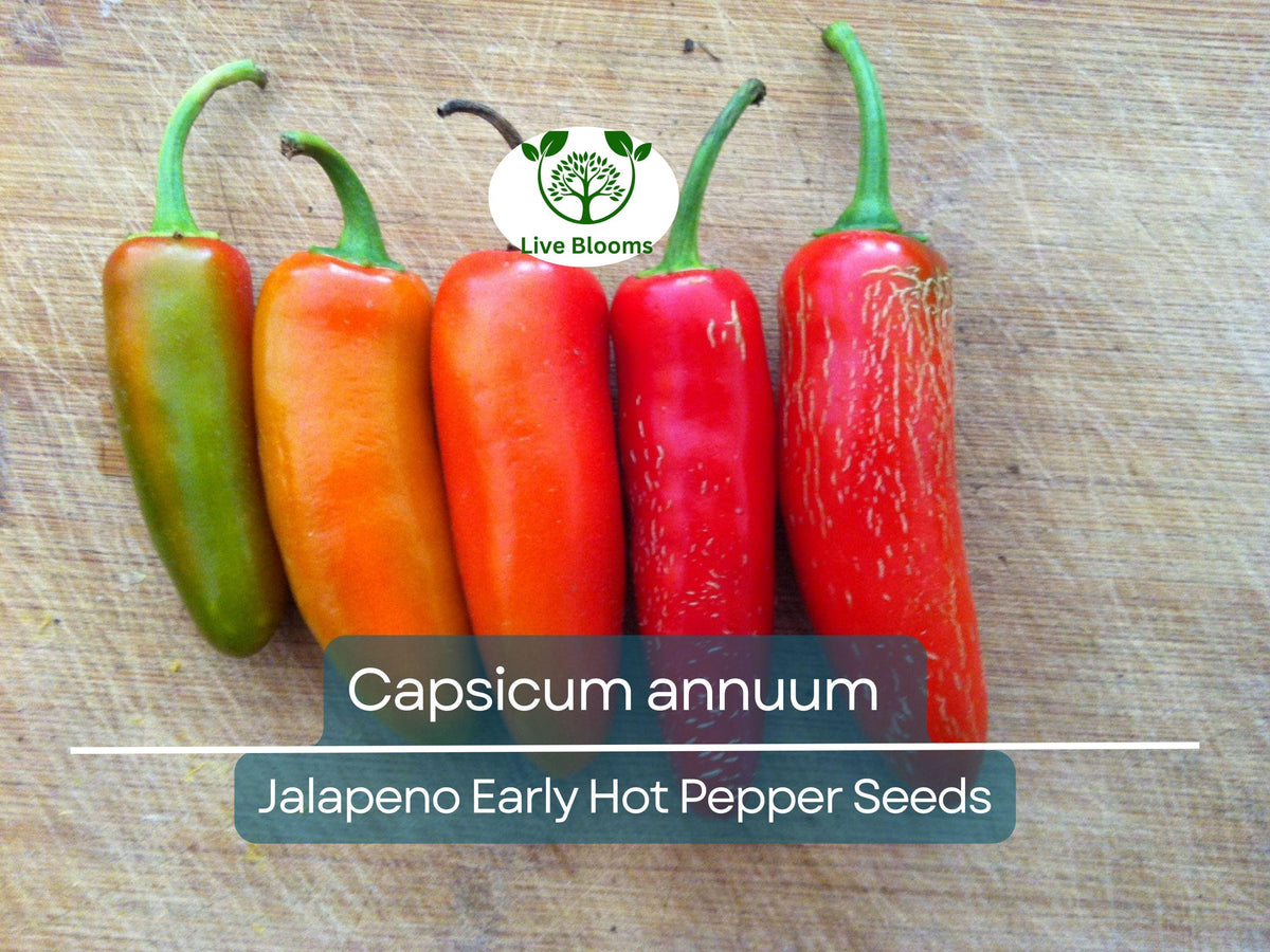 30 Seeds Jalapeno Early Hot Pepper - Capsicum annuum Heirloom Seeds for Gardening, Spicy Harvests, Salsas, and Pickling