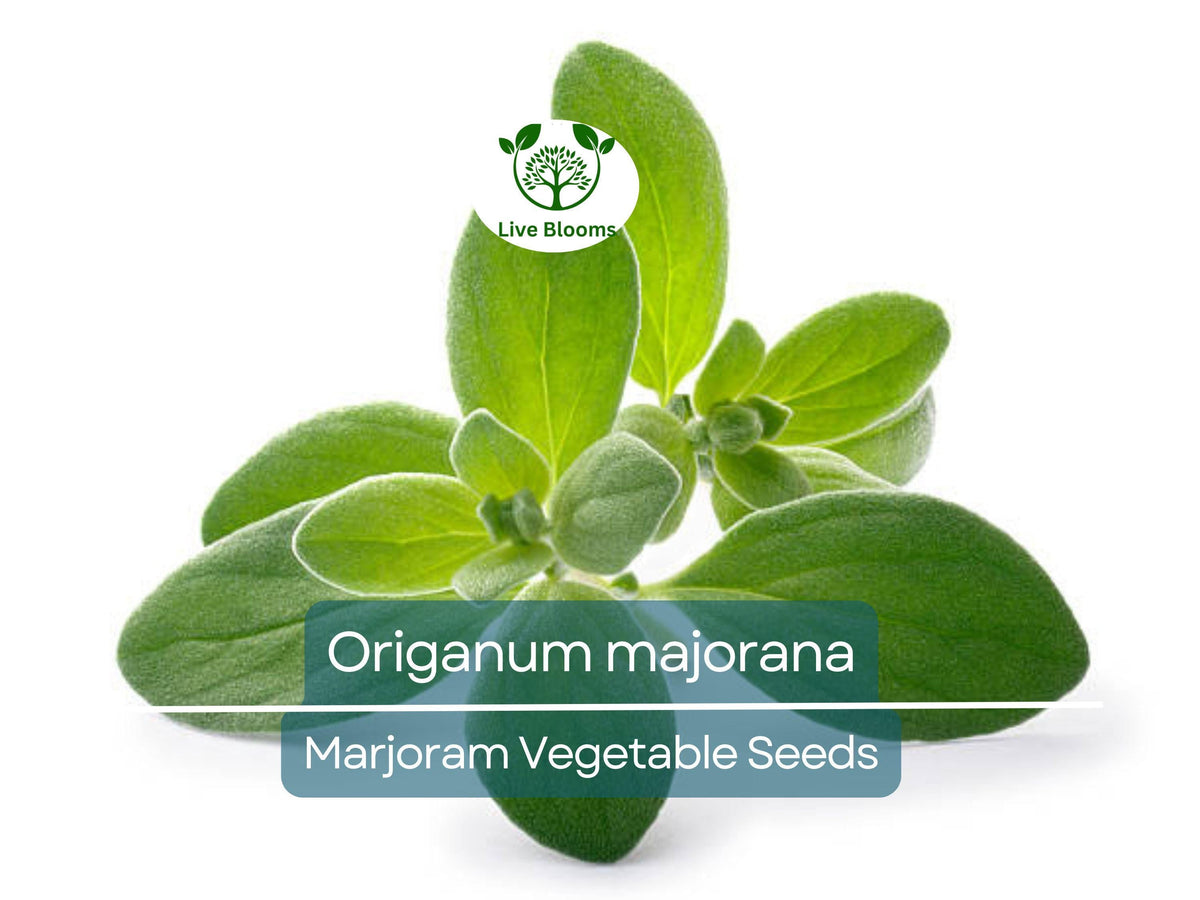 400 Seeds Marjoram Herb - Non-GMO Aromatic Culinary Plant, Origanum majorana, Easy to Grow for Garden & Cooking