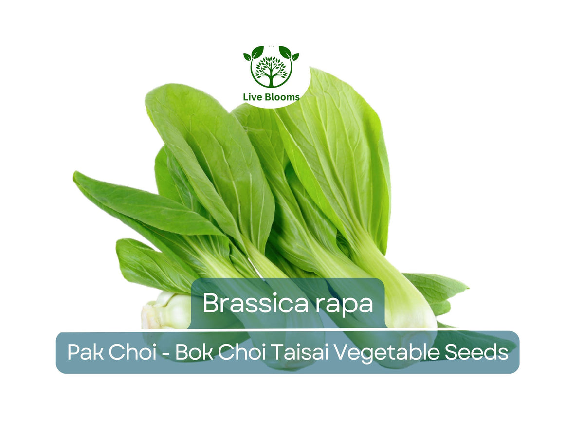 Pak Choi Seeds 350 Count - Heirloom Taisai Brassica rapa for Gardening, Asian Green Vegetable for Culinary Use