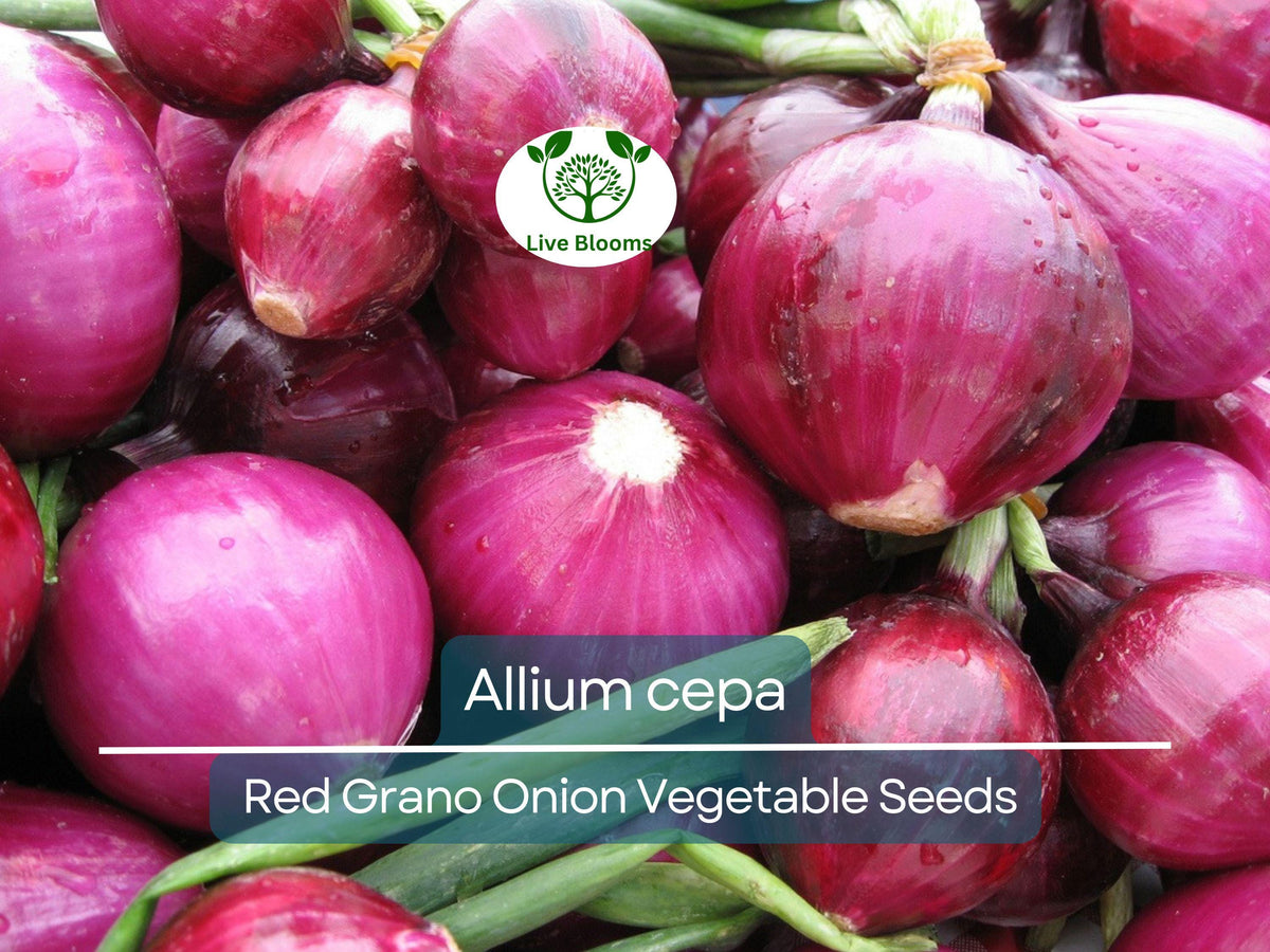 Onion Red Grano Seeds 250 mg - Heirloom Allium cepa for Planting, Gardening & Flavorful Harvests