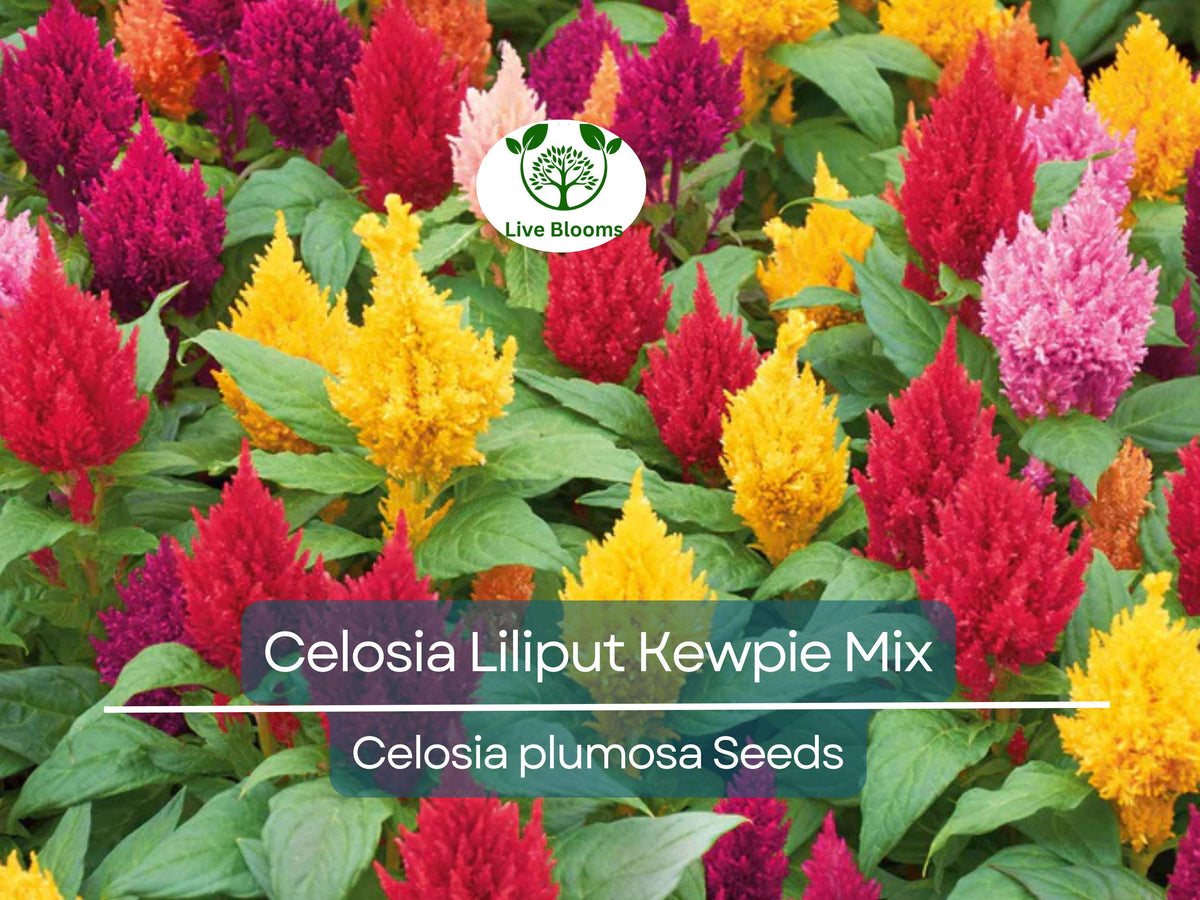 200 Seeds Celosia Plumosa Lilliput Kewpie Mix, Dwarf Non-GMO Annual for Borders & Containers, Vibrant Colorful Blooms