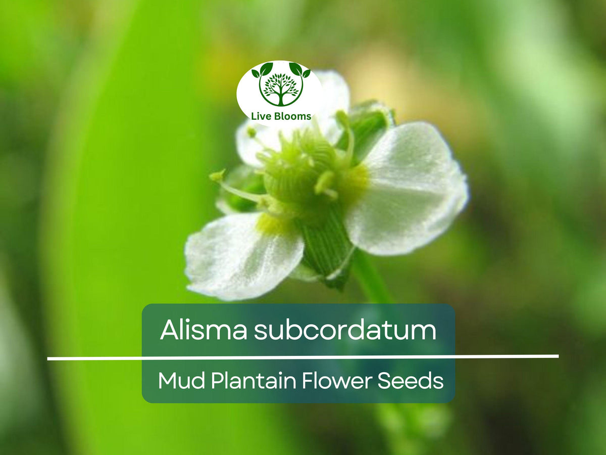 250 mg Seeds Alisma subcordatum (Mud Plantain) for Wetlands | Native Aquatic Perennial for Ponds & Wildlife Habitats
