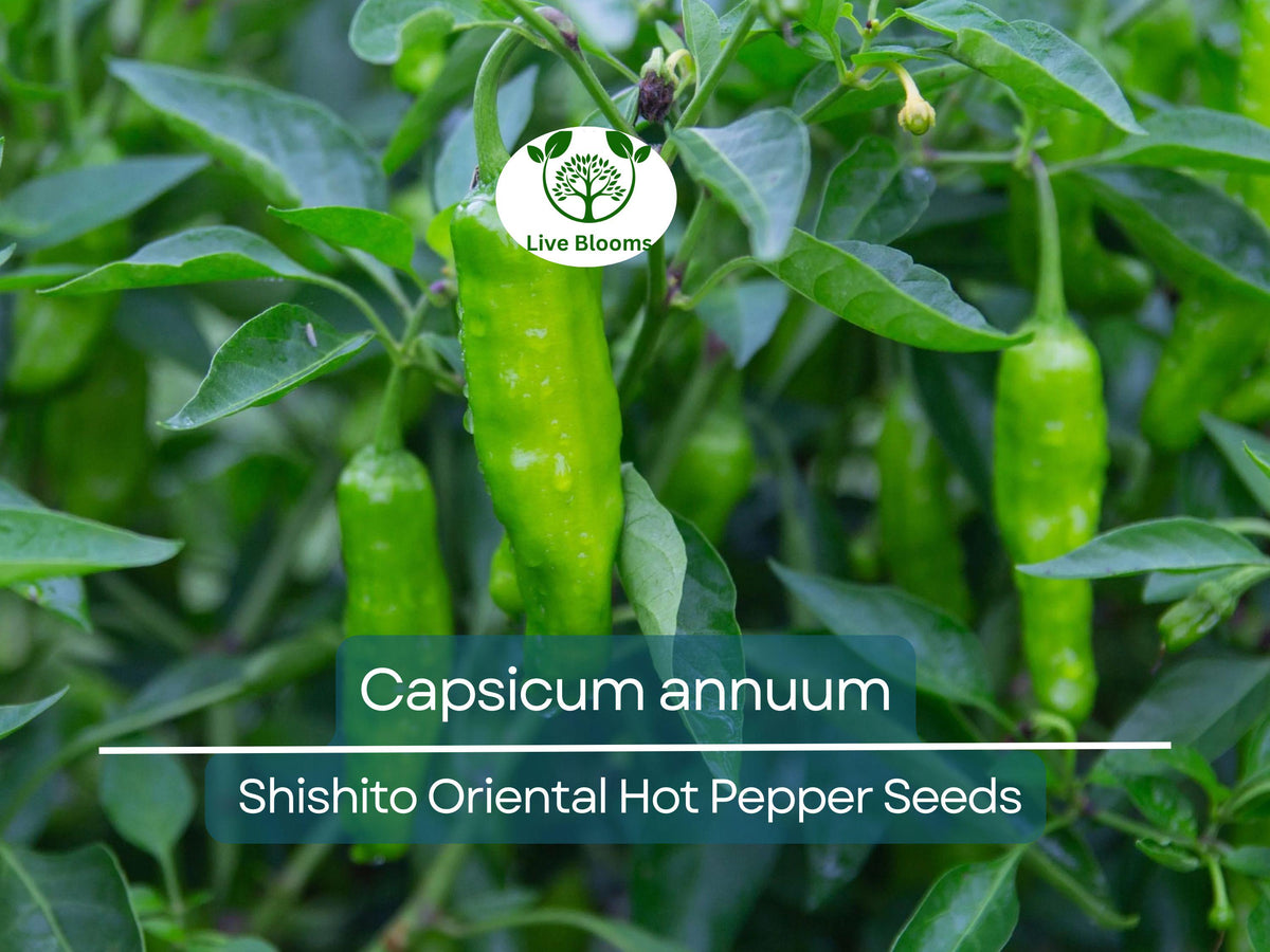 Shishito Hot Pepper Seeds 250 mg - Capsicum annuum | Mildly Spicy Japanese Pepper for Grilling & Sautéing