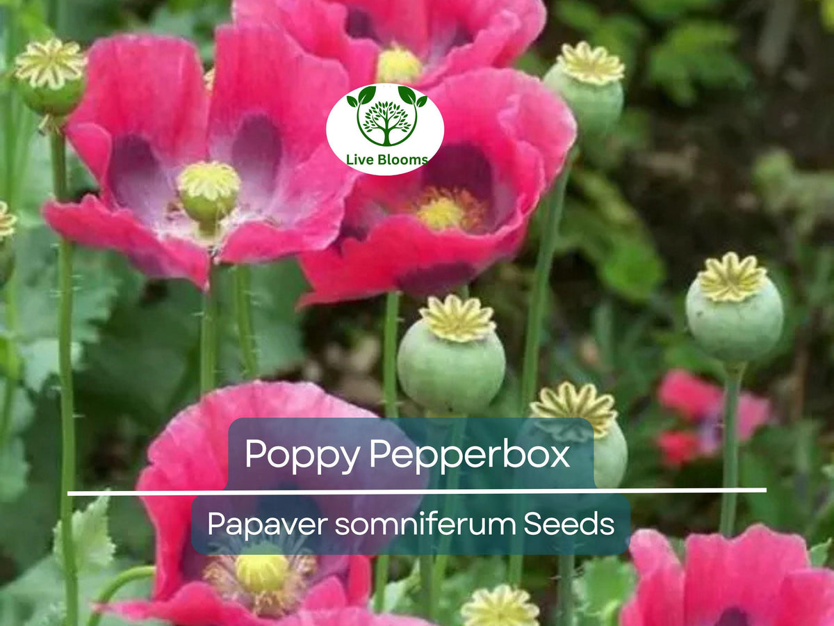 Poppy Pepperbox Seeds, 1000 Count, Pink/Purple Edible Flowers, Non-GMO, Culinary Grade, Papaver somniferum