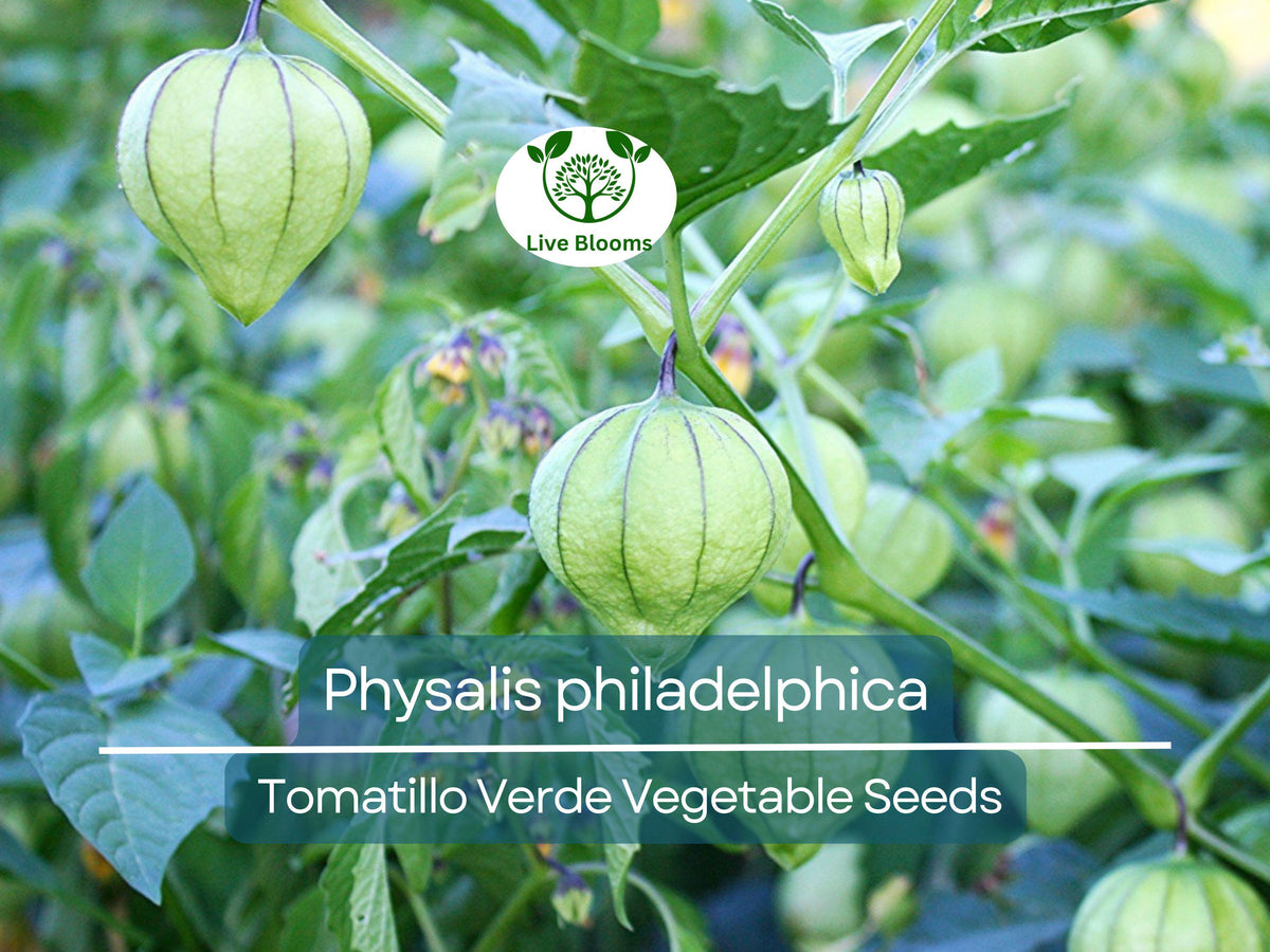 Tomatillo Verde Seeds 100 mg - Physalis philadelphica - Fresh Mexican Husk Tomatoes for Salsa and Cooking