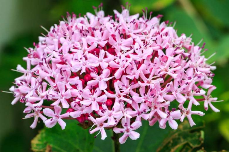3 Rooted Pink Clerodendrum Cuttings – Tropical Flowering Shrub Stems – Clerodendrum thomsoniae – Ready to Plant Starter Plants
