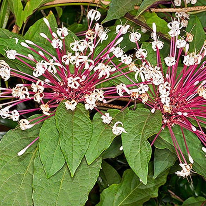 6 Unrooted Cuttings Starburst Plant | Clerodendrum Quadriloculare | Tropical Flowering Shrub, Pink-White Blooms