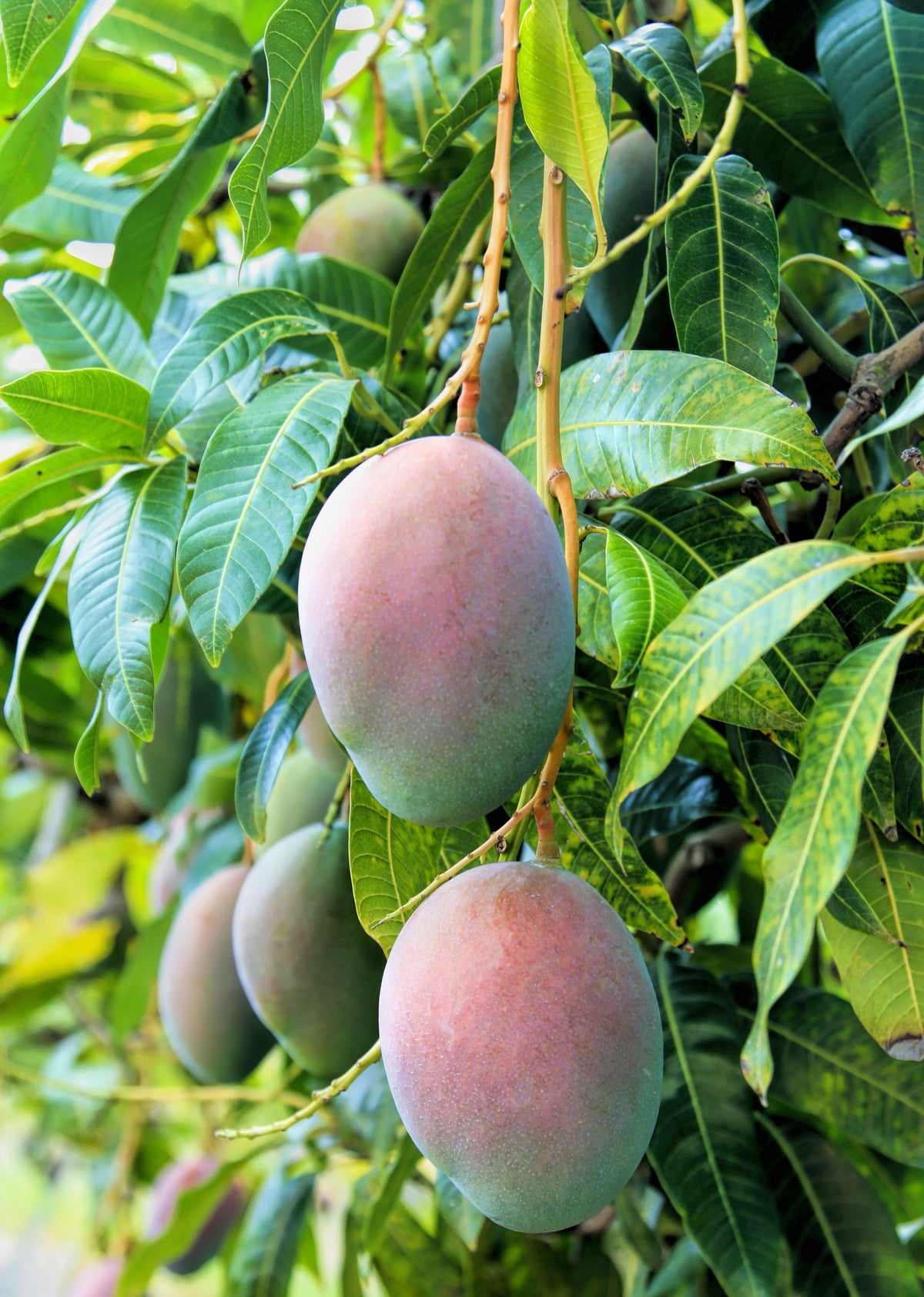 Mango 'Pickering' (Mangifera indica)