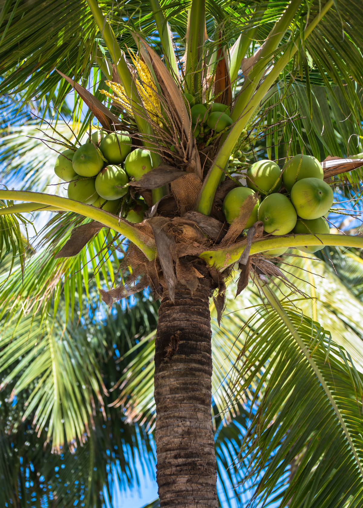 Coconut Palm Tree (Cocos nucifera)