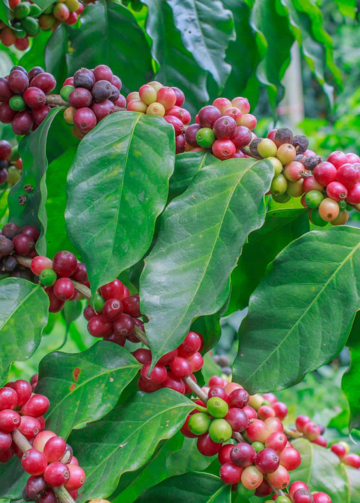 Coffee (Coffea liberica)