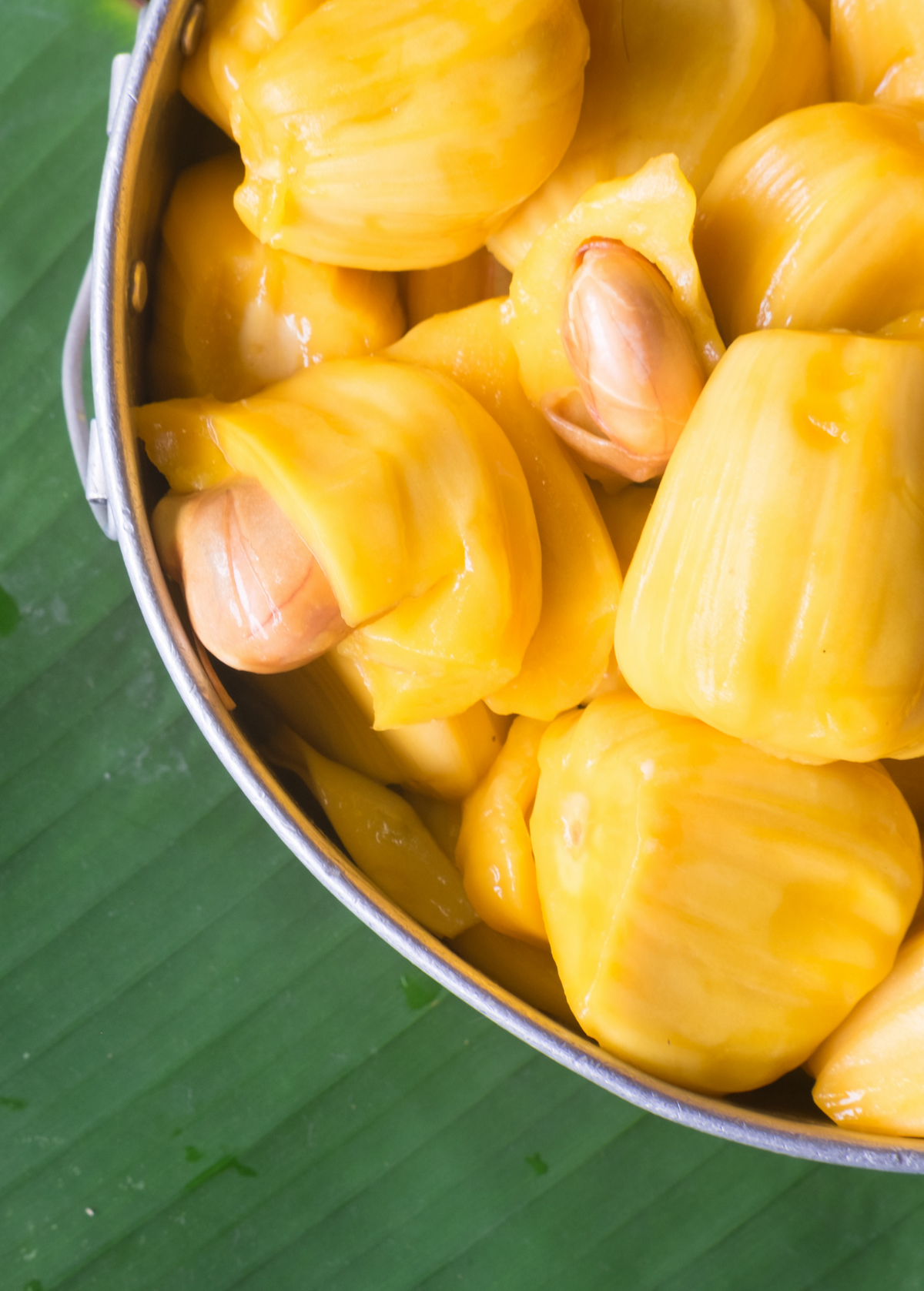 Jackfruit 'Crunchy' (Artocarpus heterophyllus)