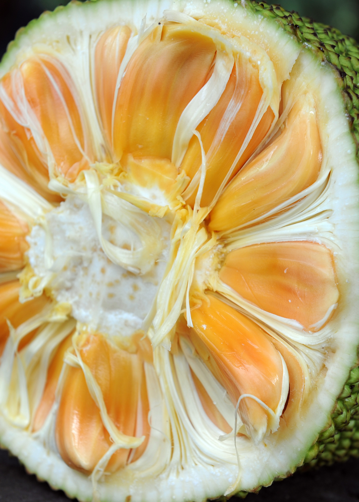 Jackfruit 'Crunchy' (Artocarpus heterophyllus)