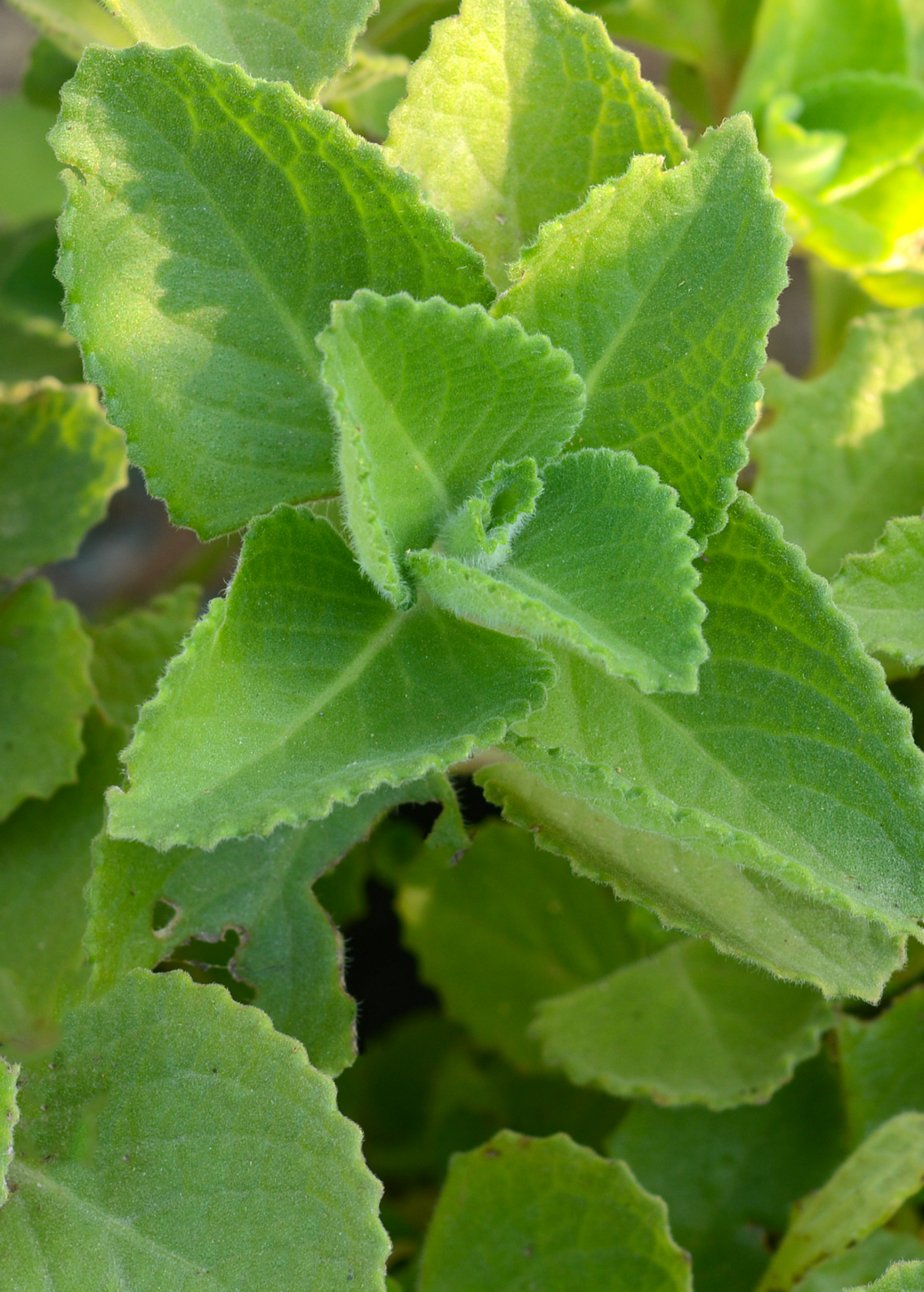 Cuban Oregano (Plectranthus amboinicus)