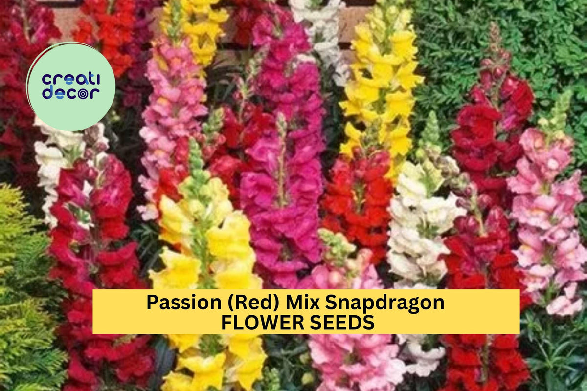 Christmas Cactus Starter Plant - Miss Shimano - Schlumbergera Truncata - Well-Rooted Indoor Cactus for Holiday Decor
