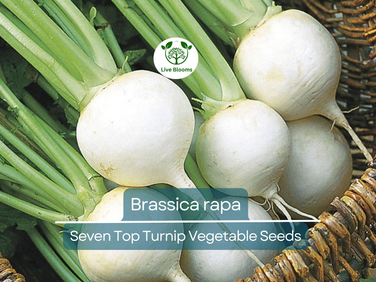 1000 mg Seven Top Turnip Seeds - Brassica rapa Heirloom Leafy Greens for Gardening & Fresh Harvest