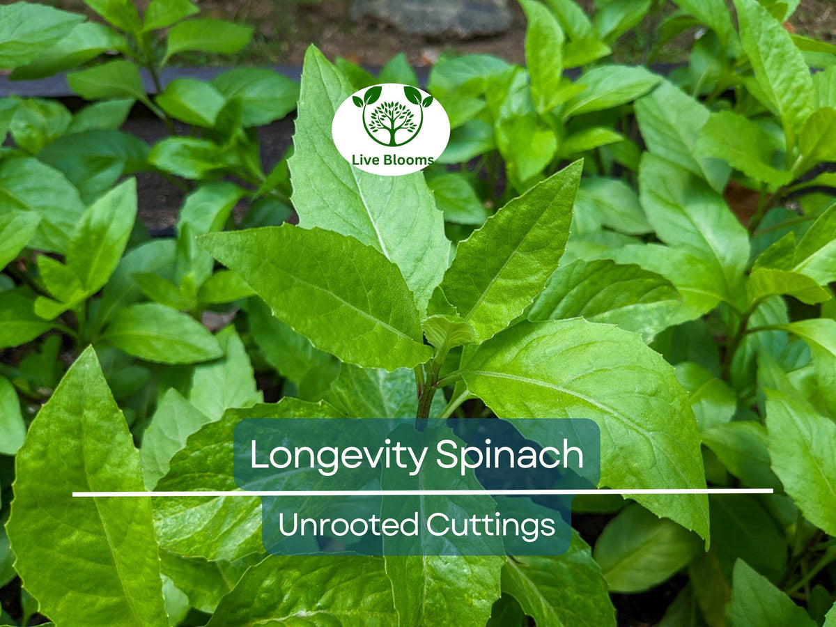 Chocolate Mint Plant - 8" Small Bush - Mentha x piperita - Fresh Aromatic Herb for Tea & Cooking - Easy to Grow