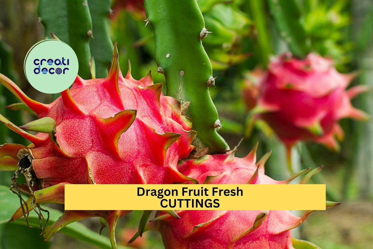 Christmas Cactus Starter Plant - Miss Shimano - Schlumbergera Truncata - Well-Rooted Indoor Cactus for Holiday Decor