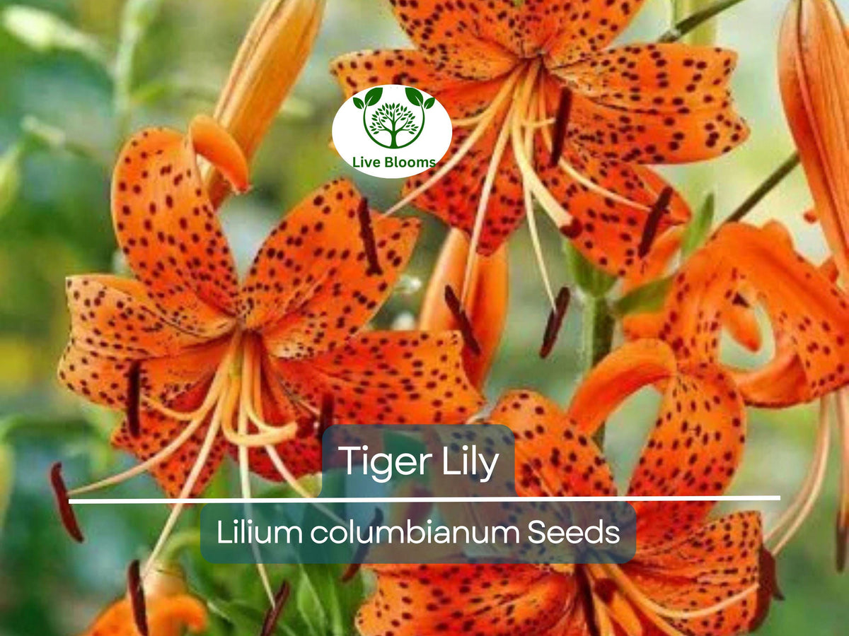 20 Tiger Lily Seeds | Lilium columbianum | Spotted Orange Flowers | Hardy Perennial Non-GMO | Easy to Grow Garden Plant