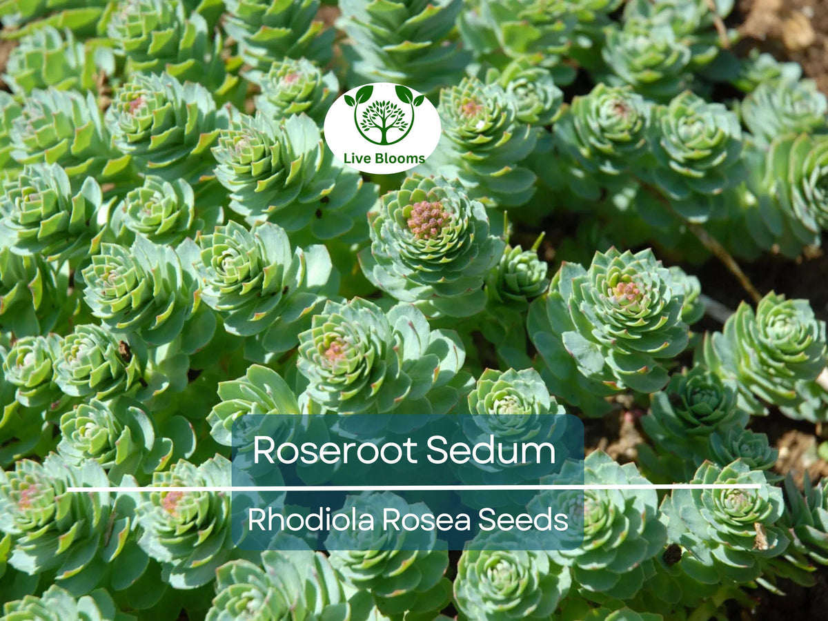 30 Roseroot Sedum Seeds | Rhodiola Rosea | Hardy Perennial Ground Cover | Non-GMO, Drought-Tolerant, Easy to Grow