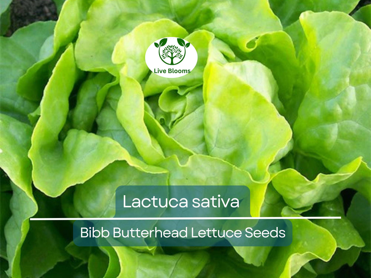 Bibb Butterhead Lettuce Seeds 700 Count | Heirloom Lactuca sativa | Tender, Sweet Flavor for Home Gardening & Salads