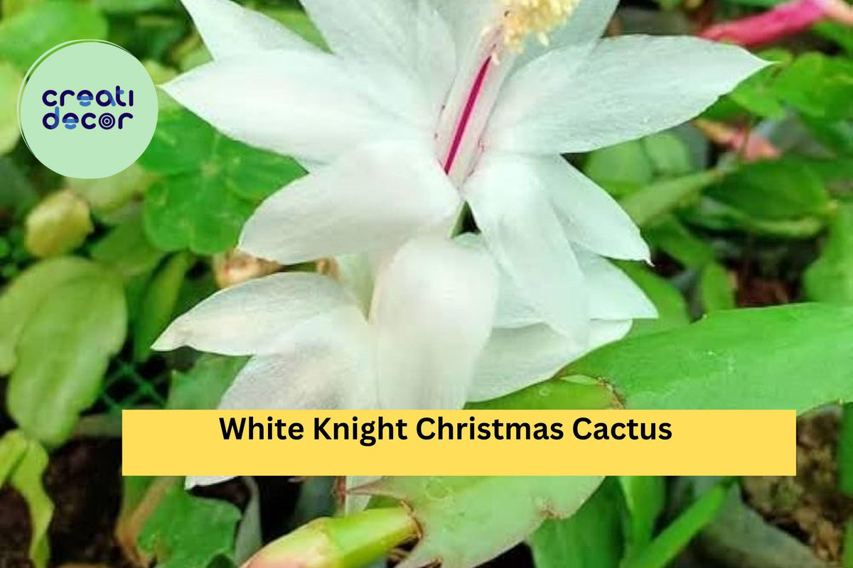 Christmas Cactus Starter Plant - Miss Shimano - Schlumbergera Truncata - Well-Rooted Indoor Cactus for Holiday Decor